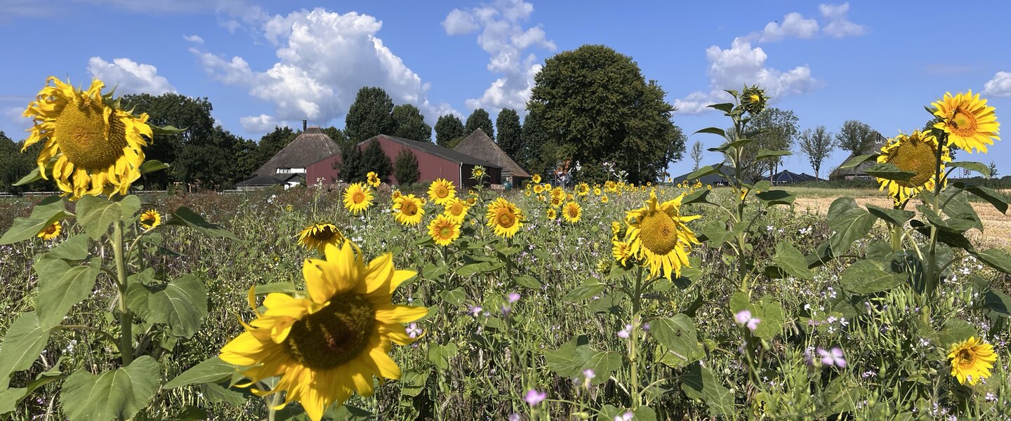 Zonnebloemen