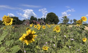 Zonnebloemen